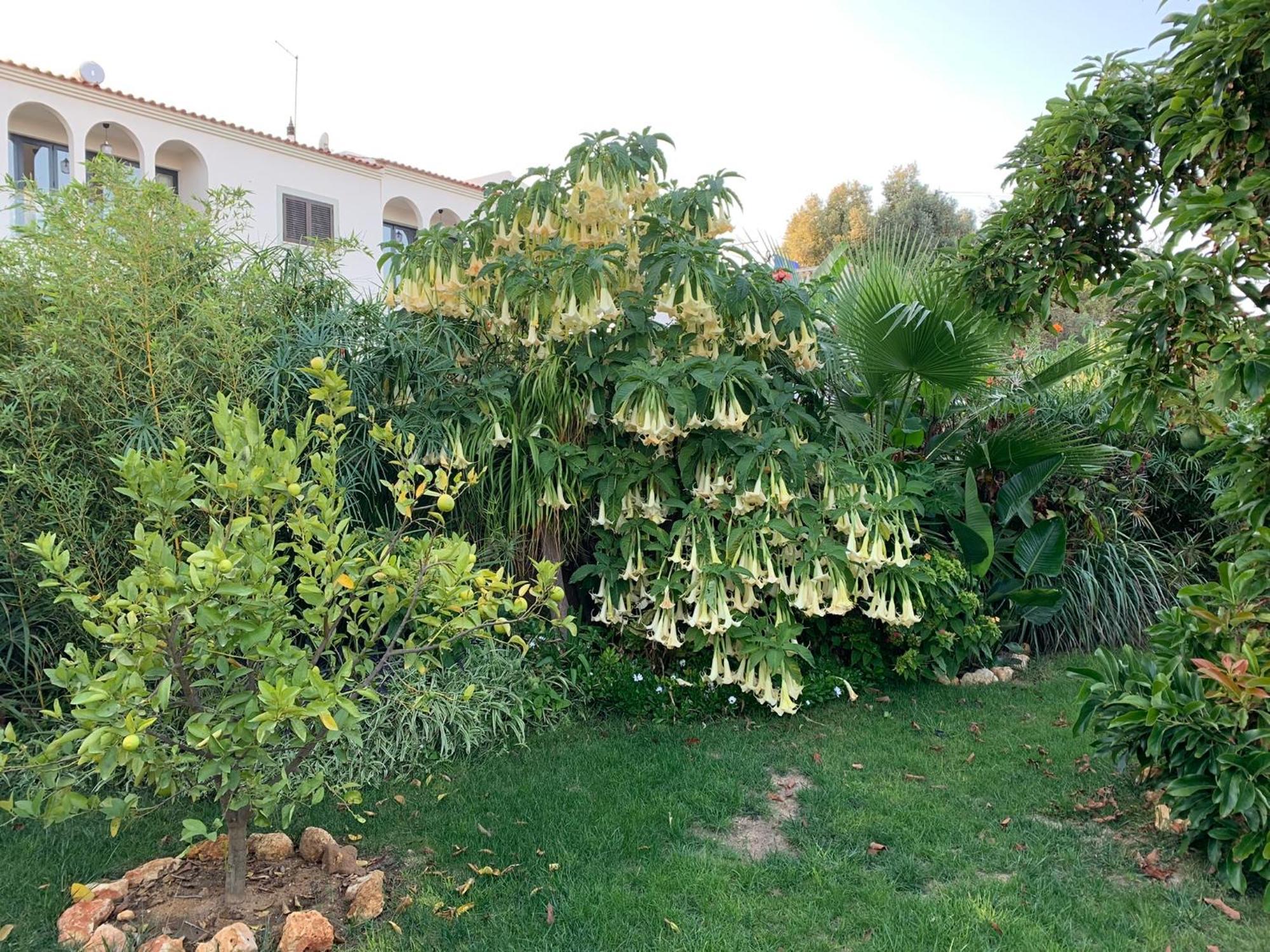 A Tranquil Garden Apartment, Carvoeiro - Benagil ภายนอก รูปภาพ